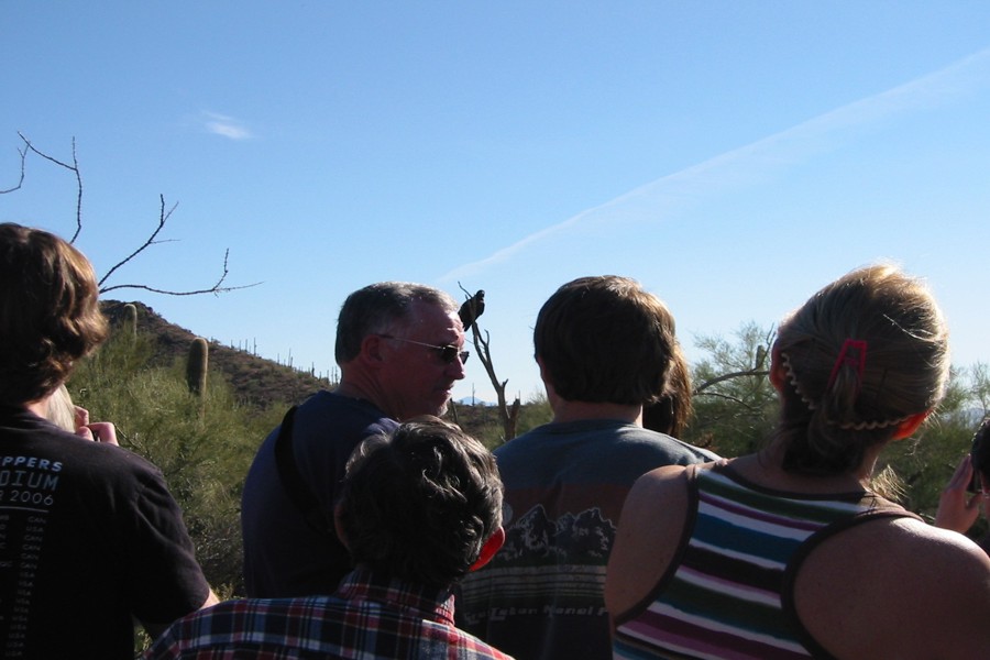 ../image/falcons at arizona-sonora desert museum.jpg